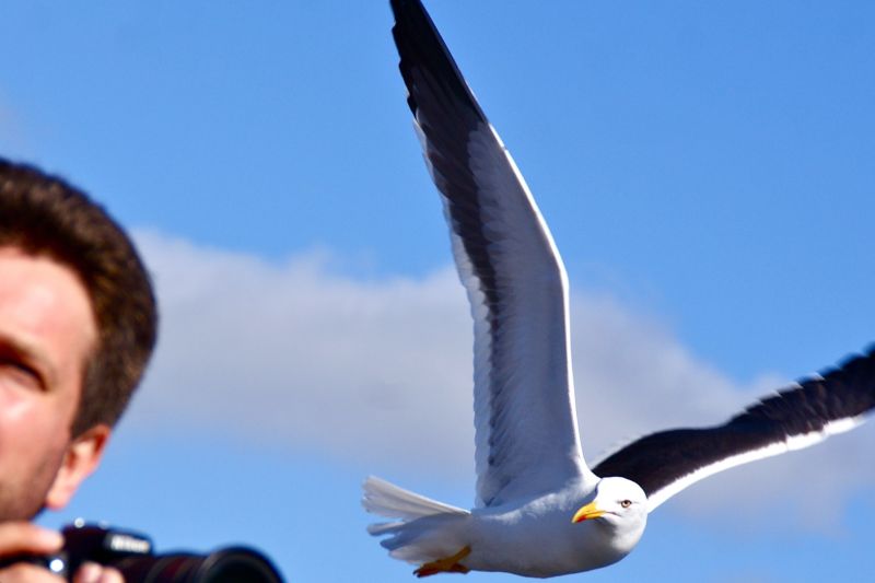Seagull in Flight	